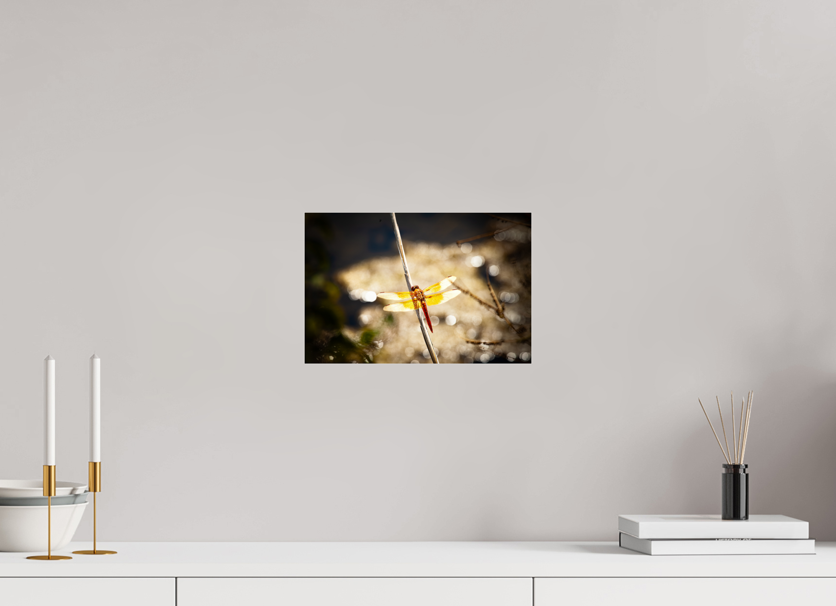 12 x 8″, Photo Print Under Acrylic Glass Flame Skimmer Dragonfly Backlit Salt Lake City Utah