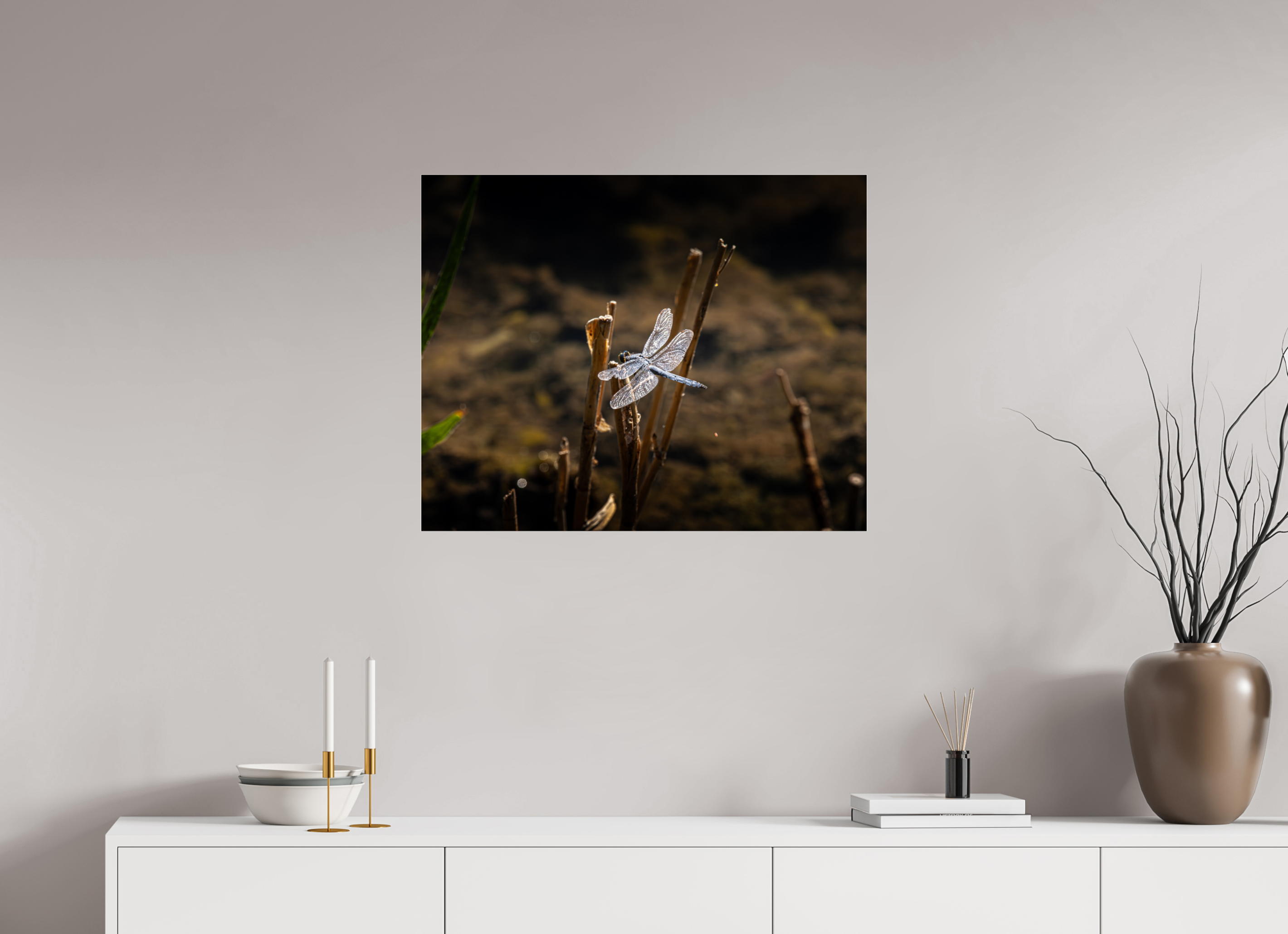 30 x 24″, Photo Print Under Acrylic Glass Male Blue Dasher Dragonfly Perched Salt Lake City