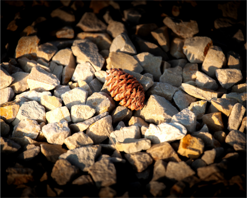 Main image Pinecone on Jagged Rocks Salt Lake City Utah