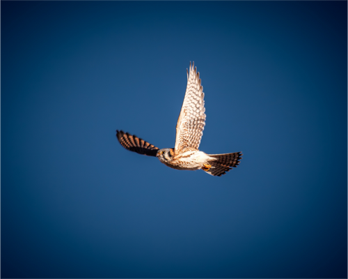 Main image American Kestrel Soaring in Deep Blue Sky Salt Lake City