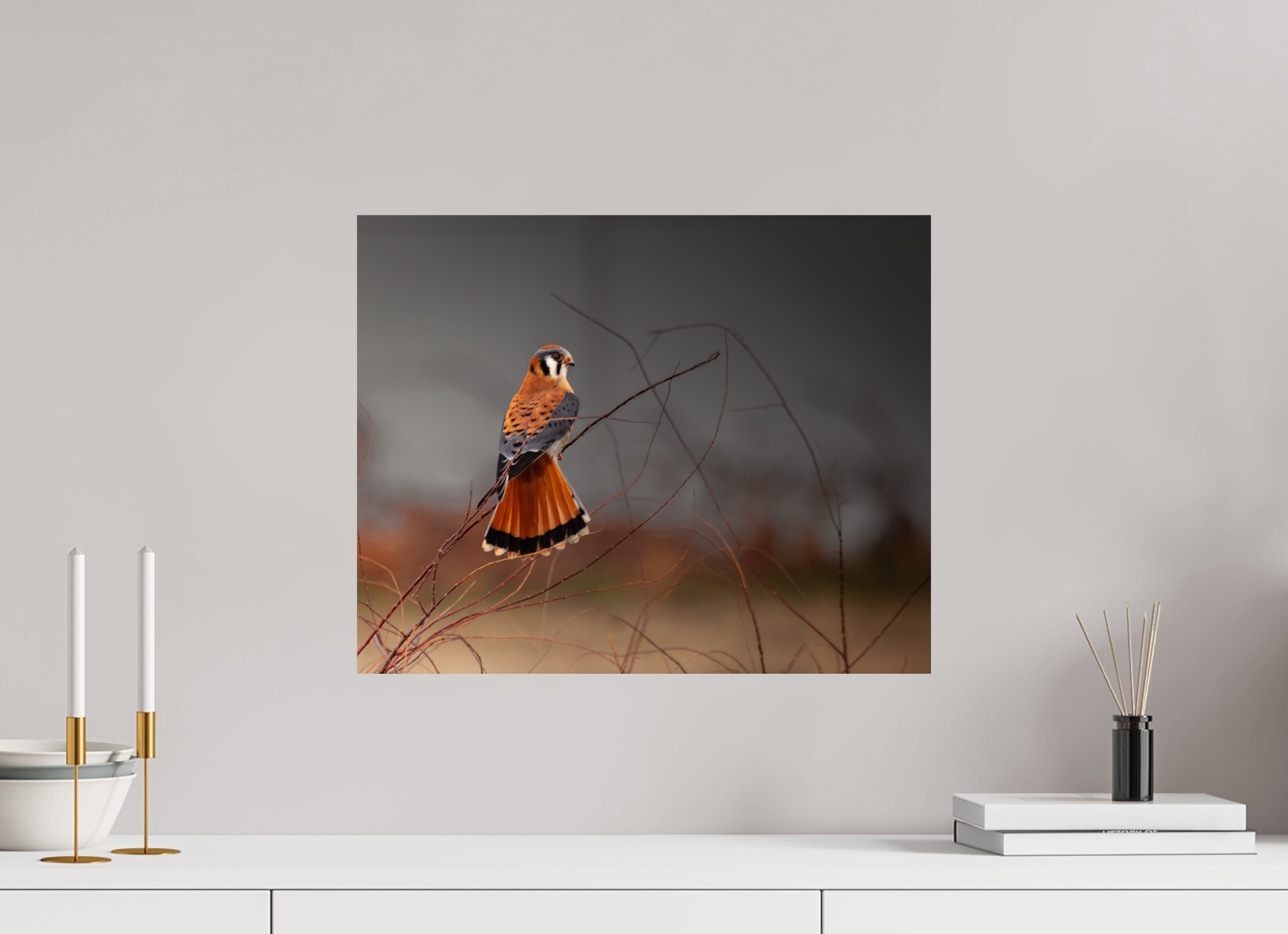 20 x 16″, Photo Print On Fuji Crystal DP II A Red Tail Kestrel Falcon