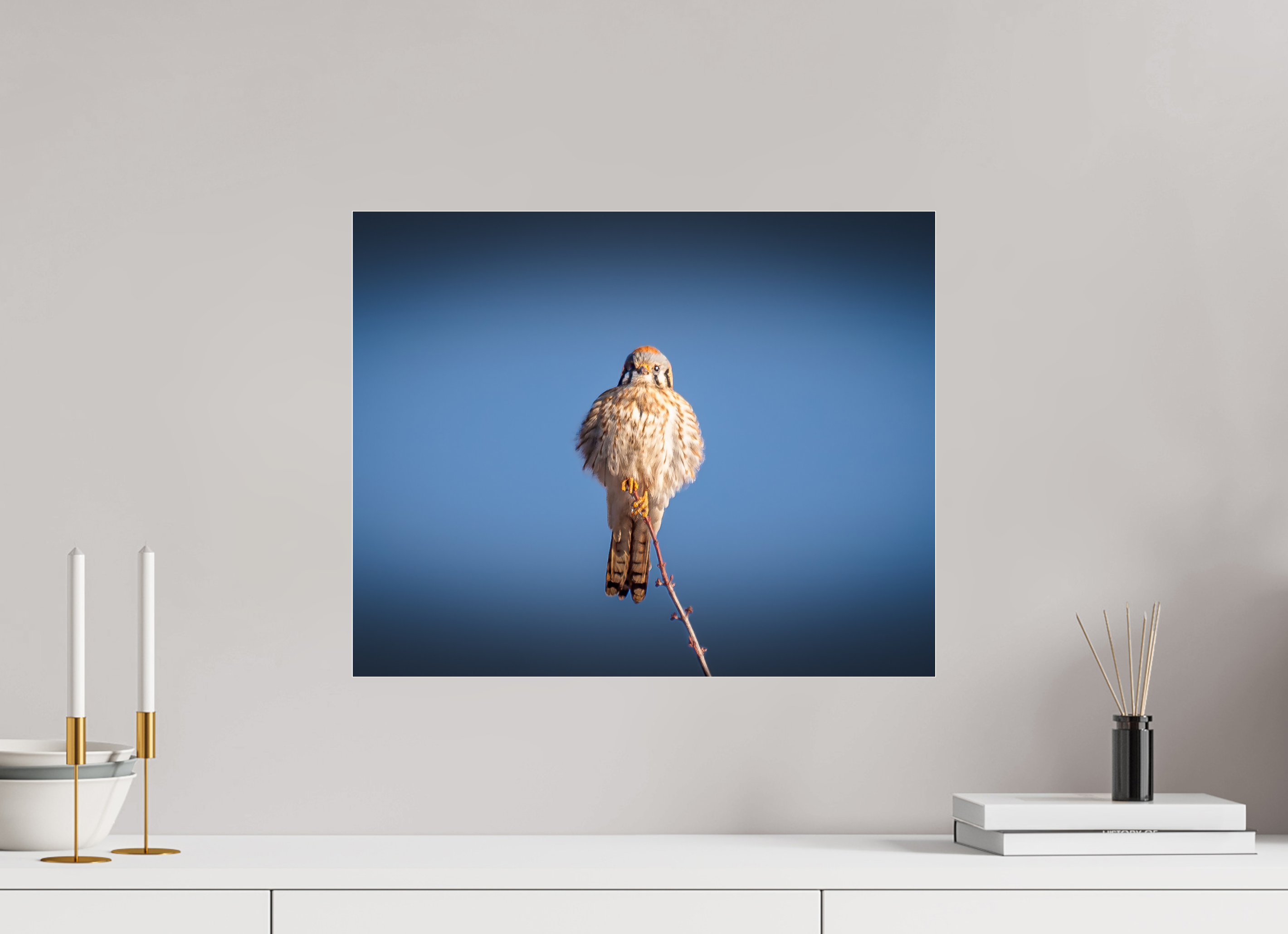 20 x 16″, Photo Print Under Acrylic Glass Fluffed Female American Kestrel Perched SLC