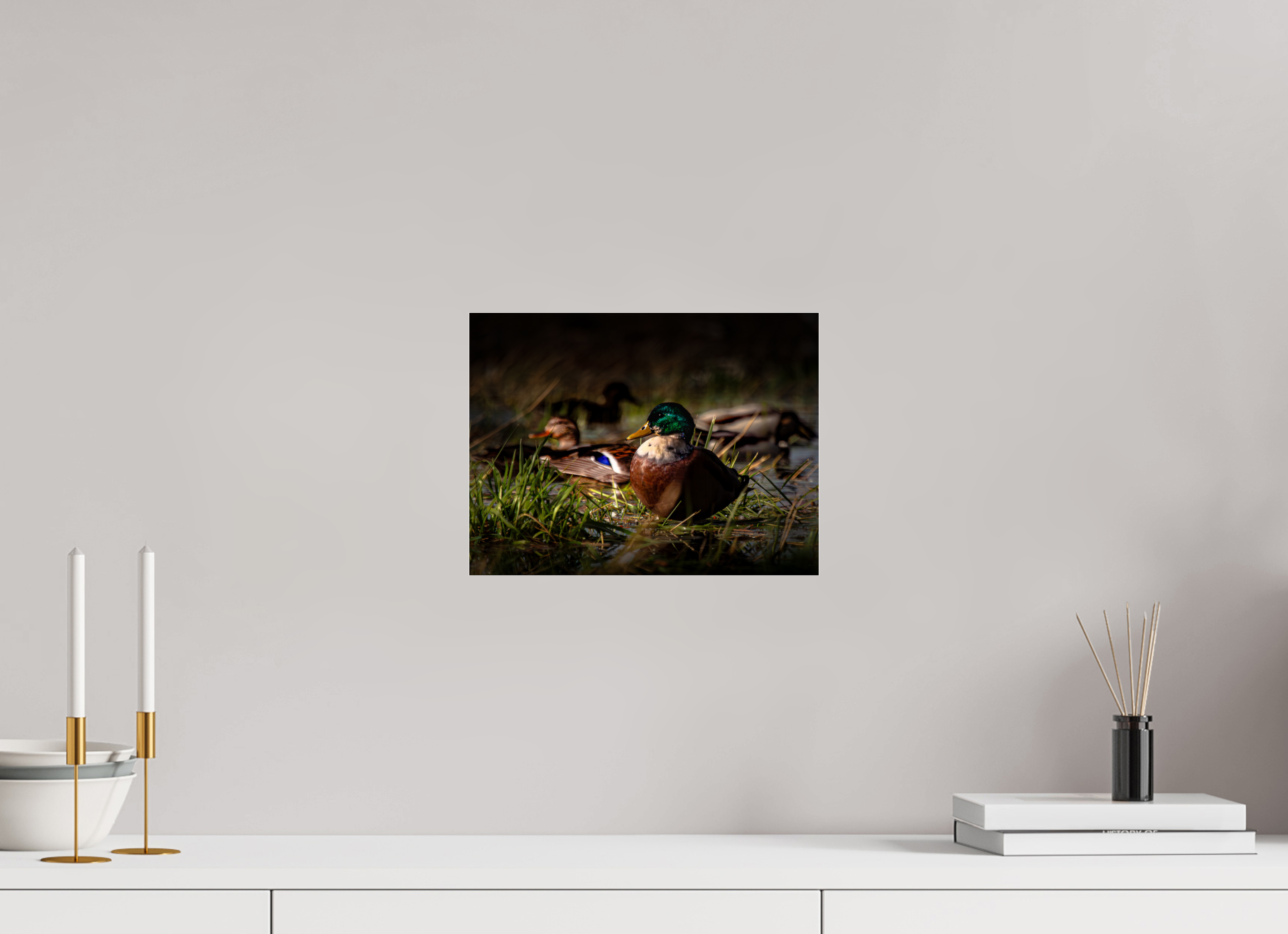 12 x 9″, Photo Print Under Acrylic Glass Mallard Duck