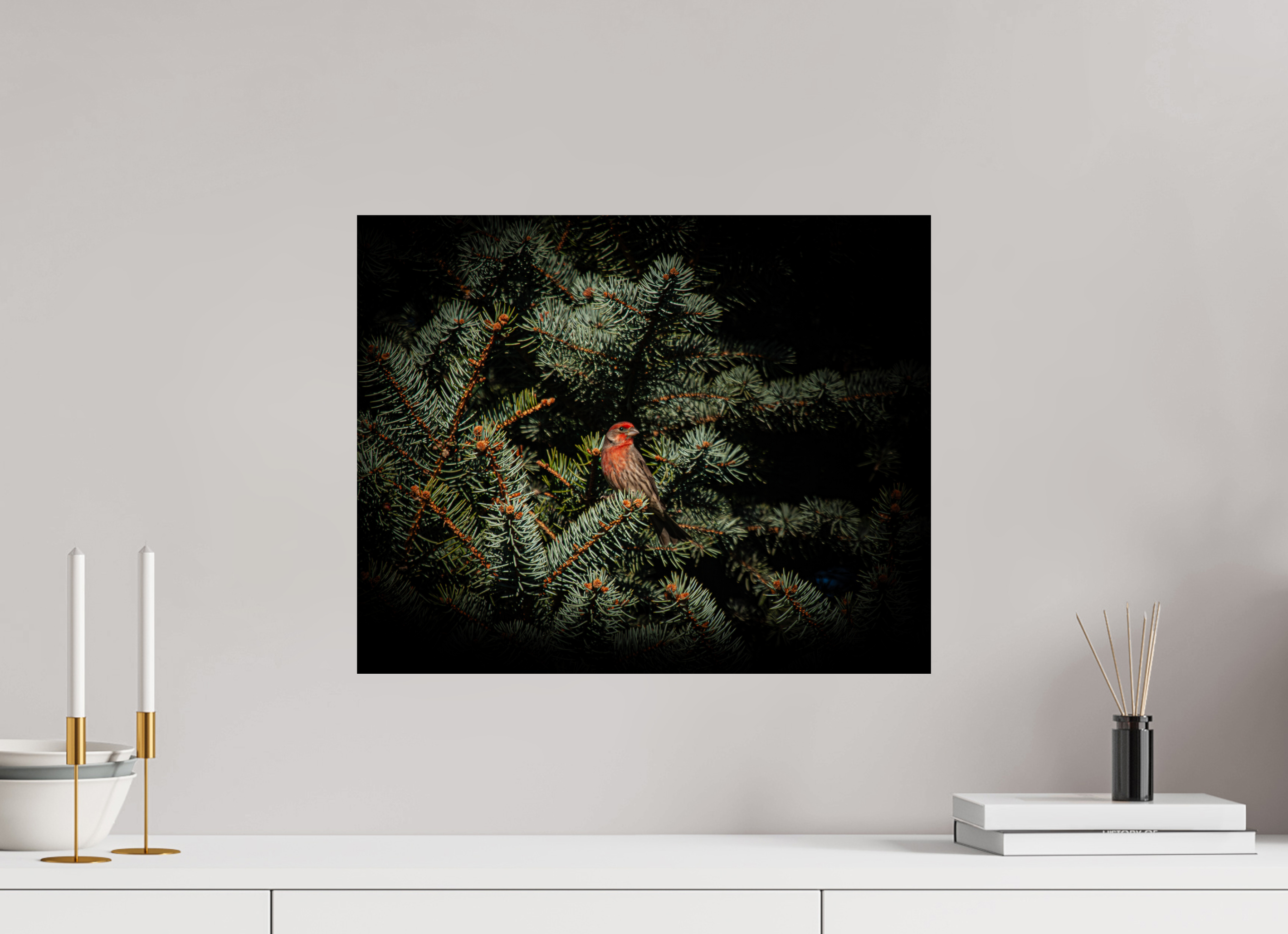 20 x 16″, Photo Print On Fuji Crystal DP II Male House Finch in Blue Spruce Salt Lake City Utah
