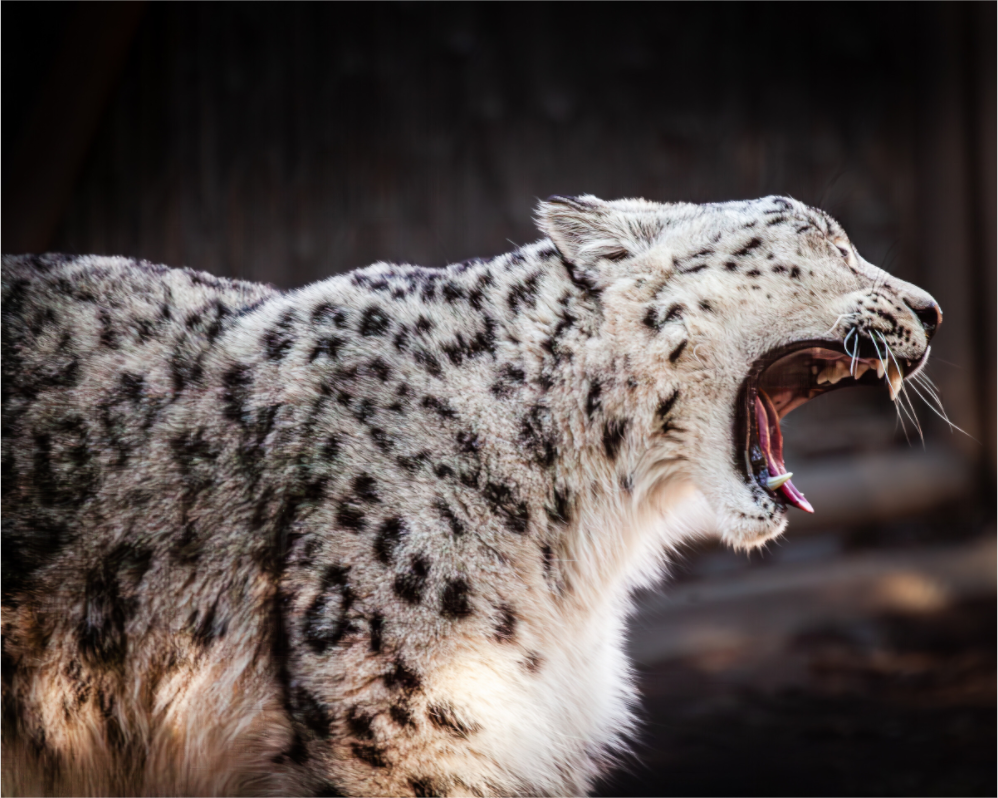 Main image Snow Leopard Yawning Profile Hogle Zoo Salt Lake City