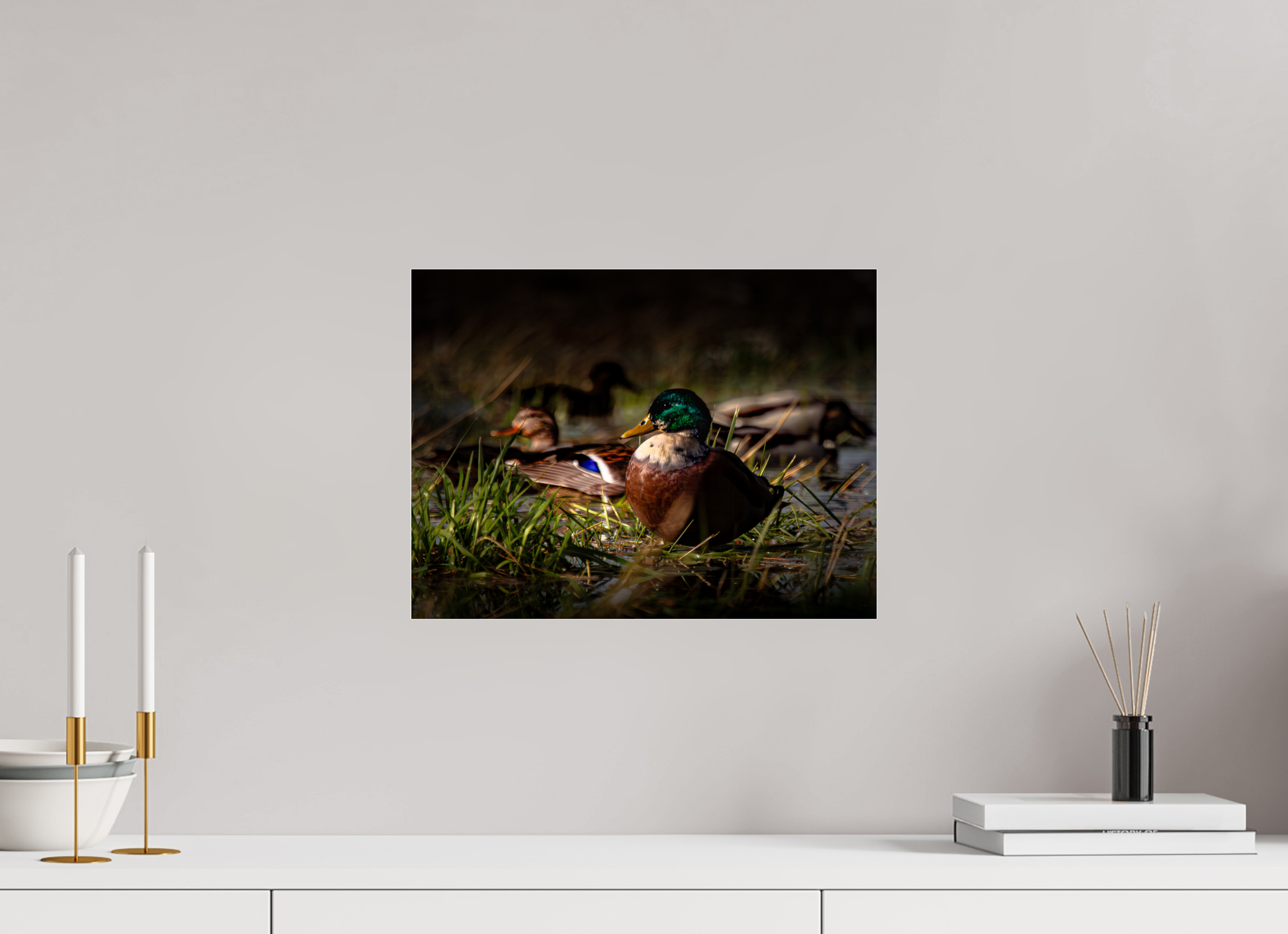 16 x 12″, Photo Print Under Acrylic Glass Mallard Duck