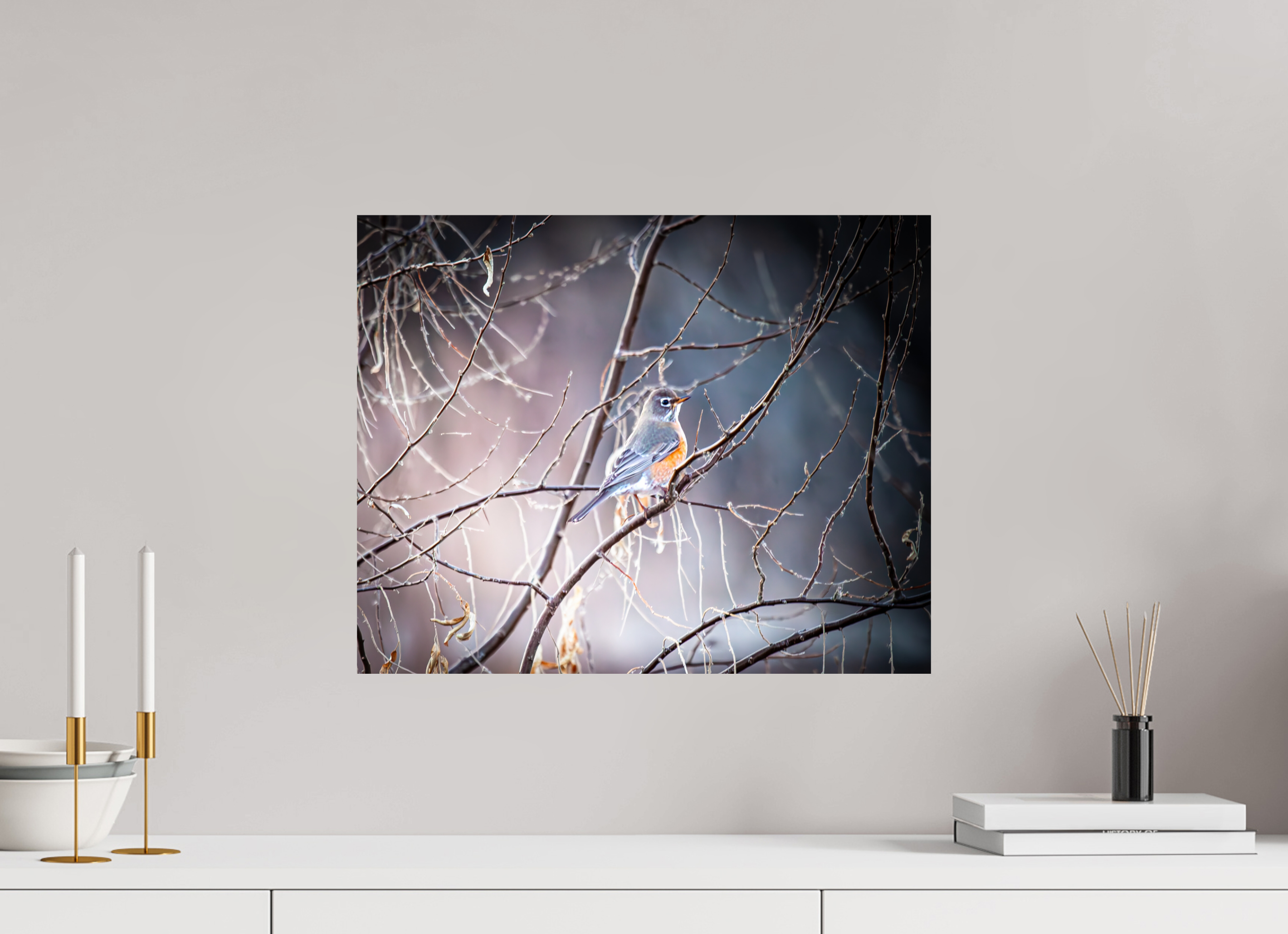 20 x 16″, Photo Print On Fuji Crystal DP II American Robin Perched in Winter Branches Salt Lake City