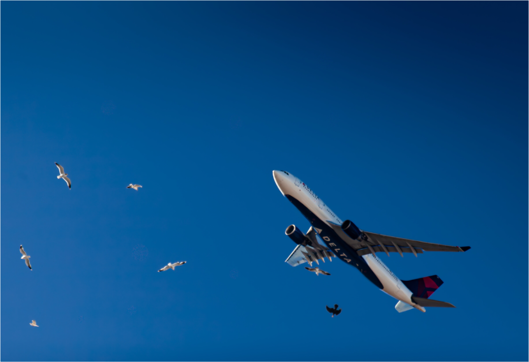 Main image Delta Airplane and Seagulls Flight Salt Lake City
