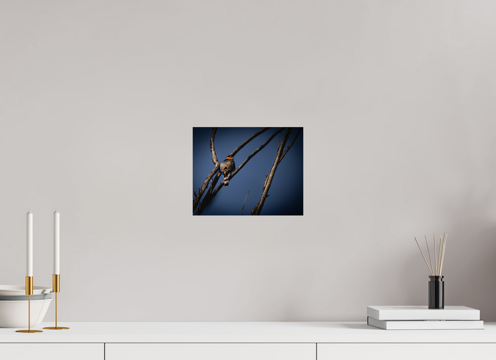 10 x 8″, Photo Print On Fuji Crystal DP II Adult Cooper's Hawk Perched on Bare Branch Salt Lake City