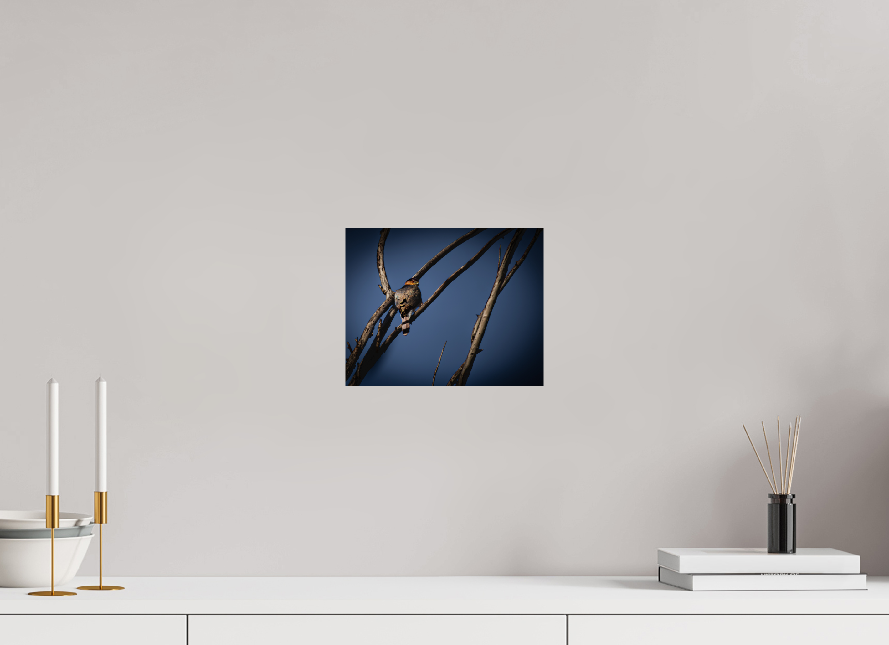 10 x 8″, Photo Print On Fuji Crystal DP II Adult Cooper's Hawk Perched on Bare Branch Salt Lake City