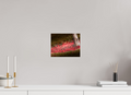 10 x 8″, Photo Print On Fuji Crystal DP II Fallen Red Crabapples Salt Lake City Winter