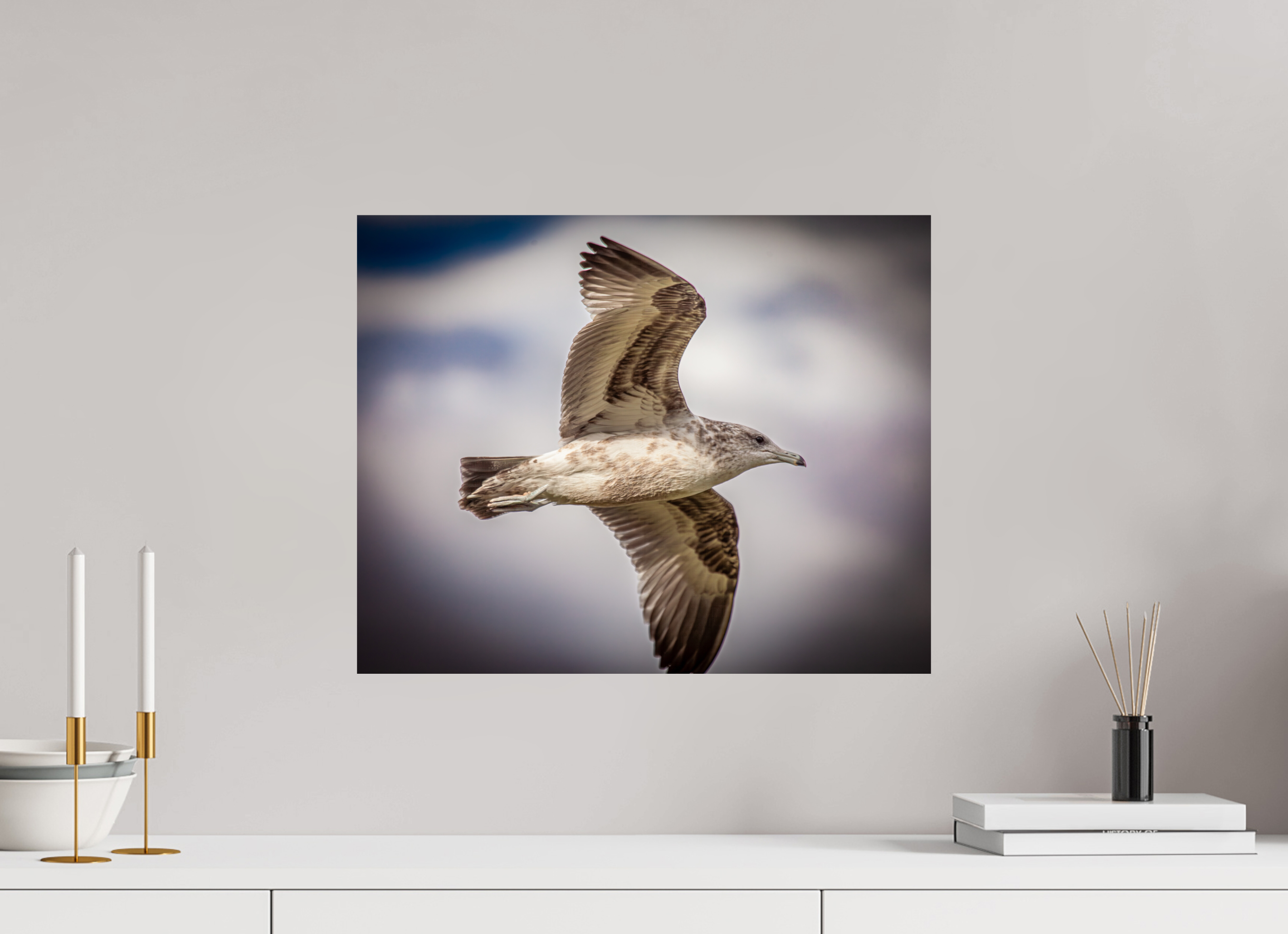 20 x 16″, Photo Print On Fuji Crystal DP II Juvenile California Gull in Flight Salt Lake City