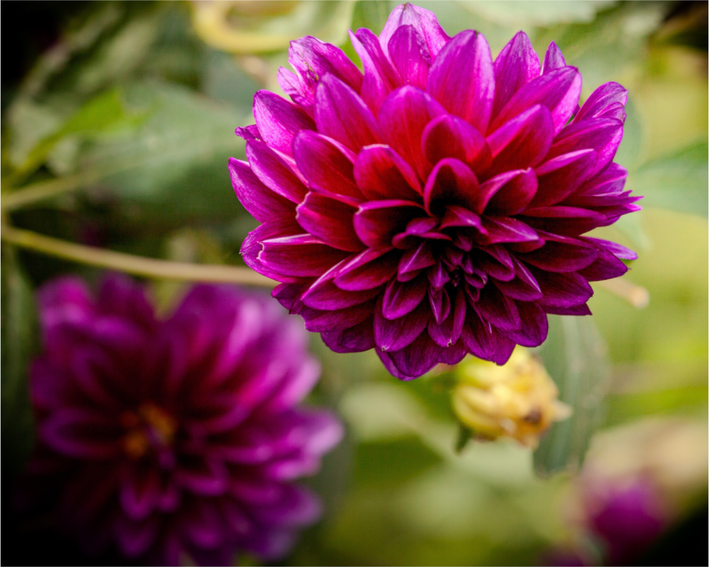 Main image Vibrant Purple Dahlia Bloom Salt Lake City