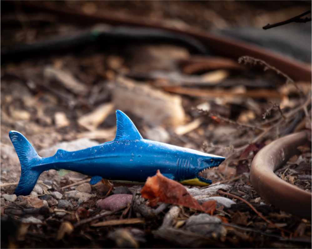 Main image Abandoned Blue Shark Toy Urban Decay Salt Lake City