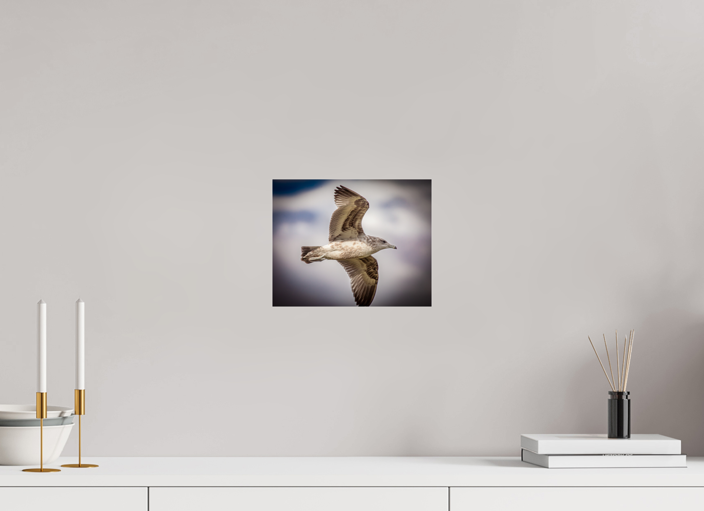 10 x 8″, Photo Print Under Acrylic Glass Juvenile California Gull in Flight Salt Lake City