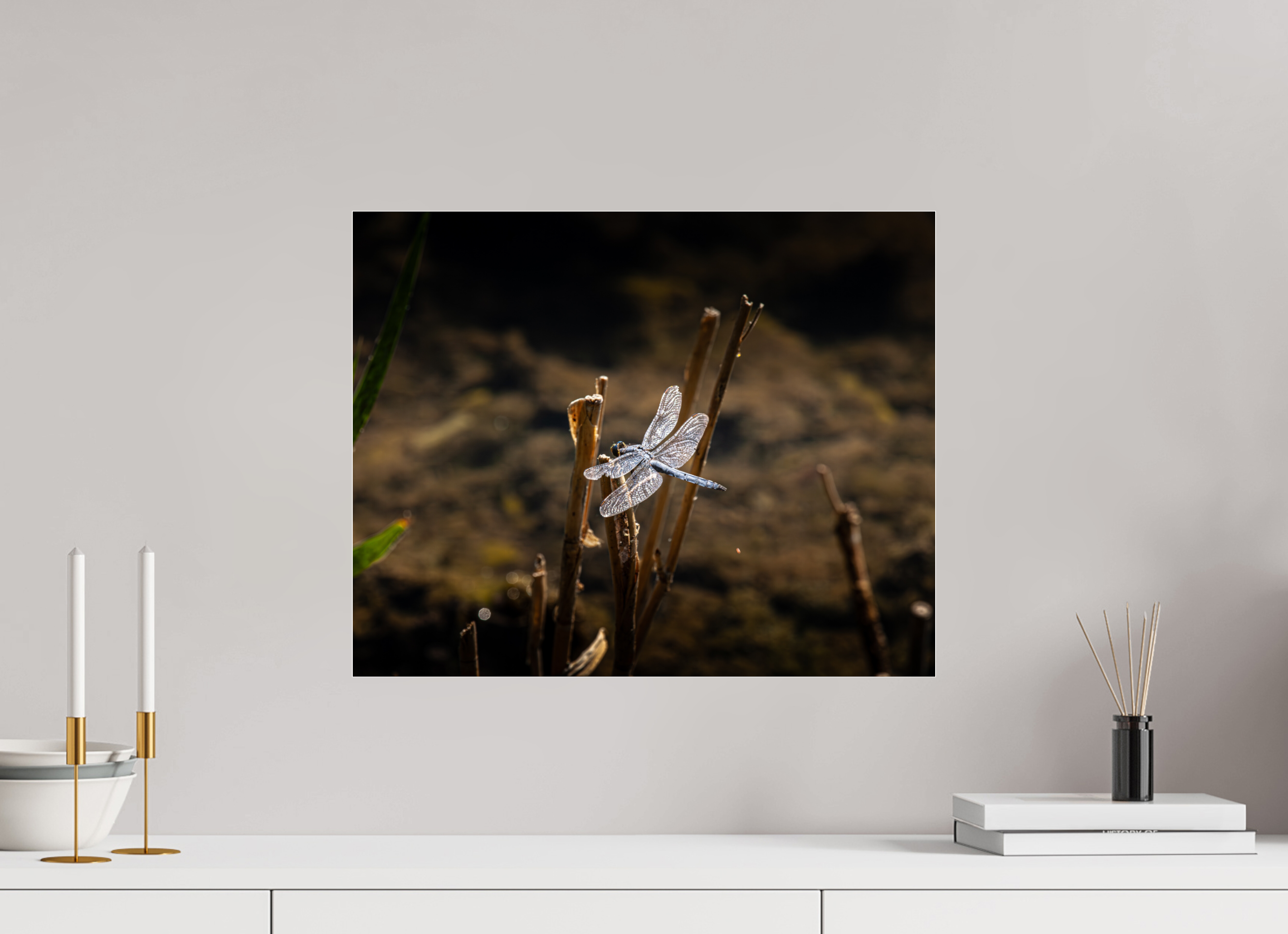 20 x 16″, Photo Print Under Acrylic Glass Male Blue Dasher Dragonfly Perched Salt Lake City