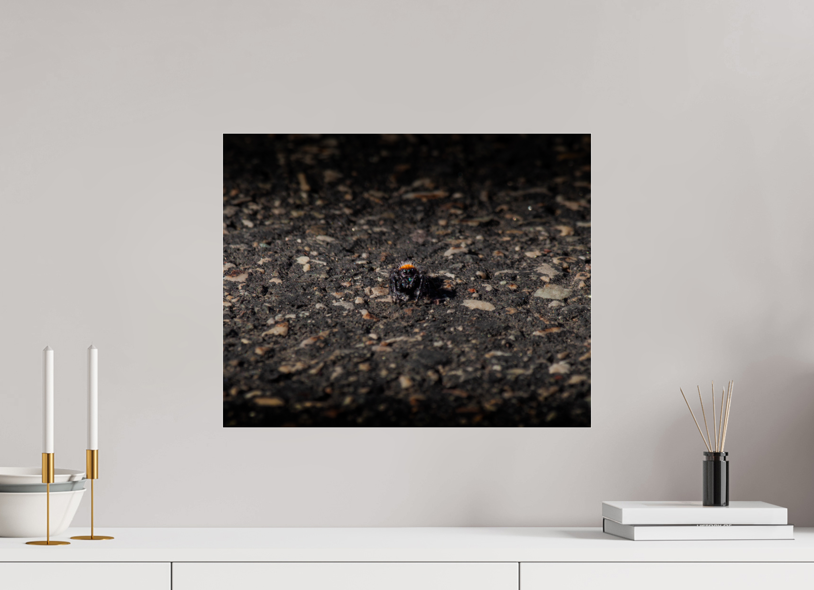 20 x 16″, Photo Print Under Acrylic Glass Jumping Spider Macro West Jordan Utah Phidippus Audax