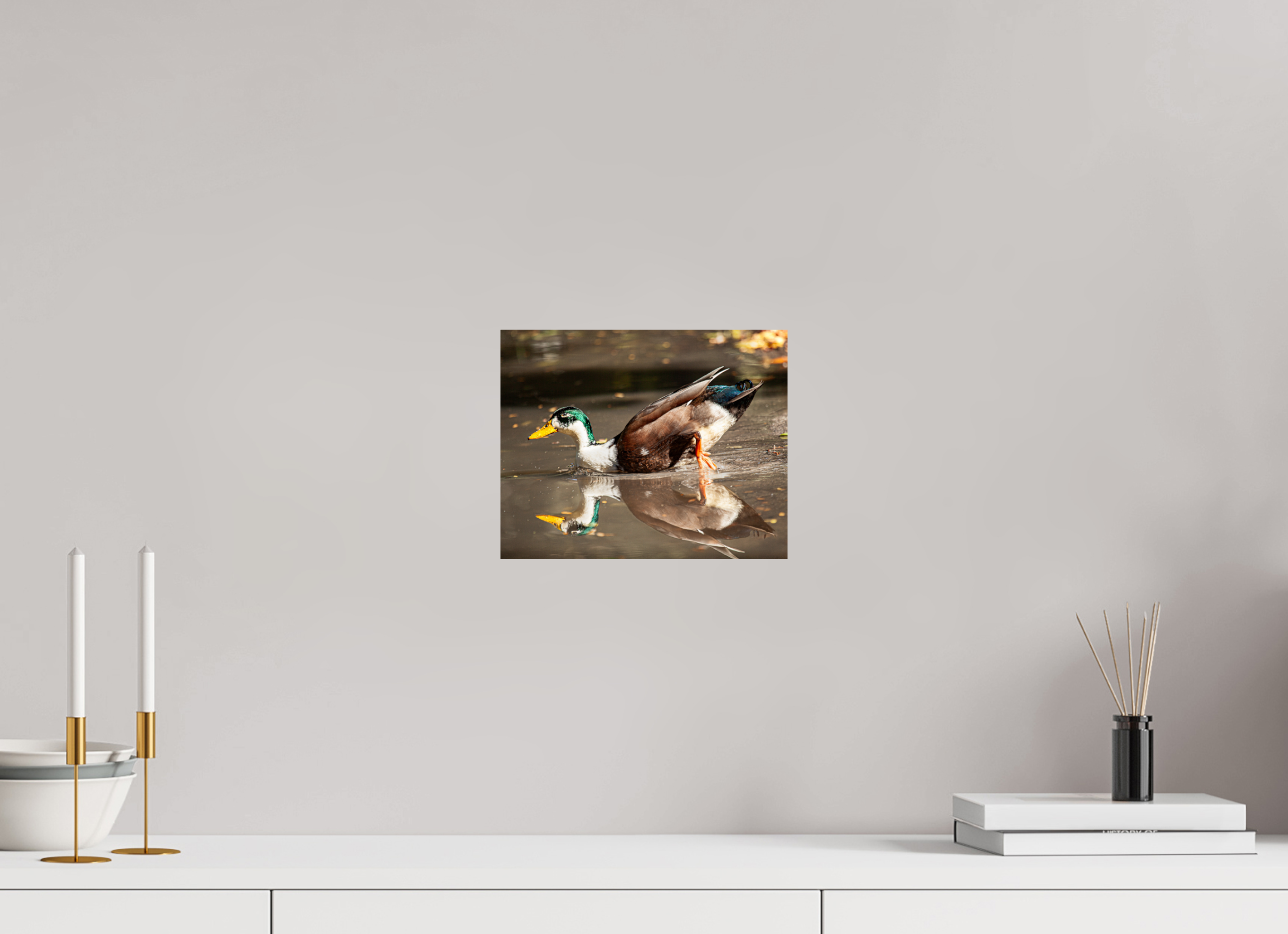 10 x 8″, Photo Print On Fuji Crystal DP II Mallard Duck Magic