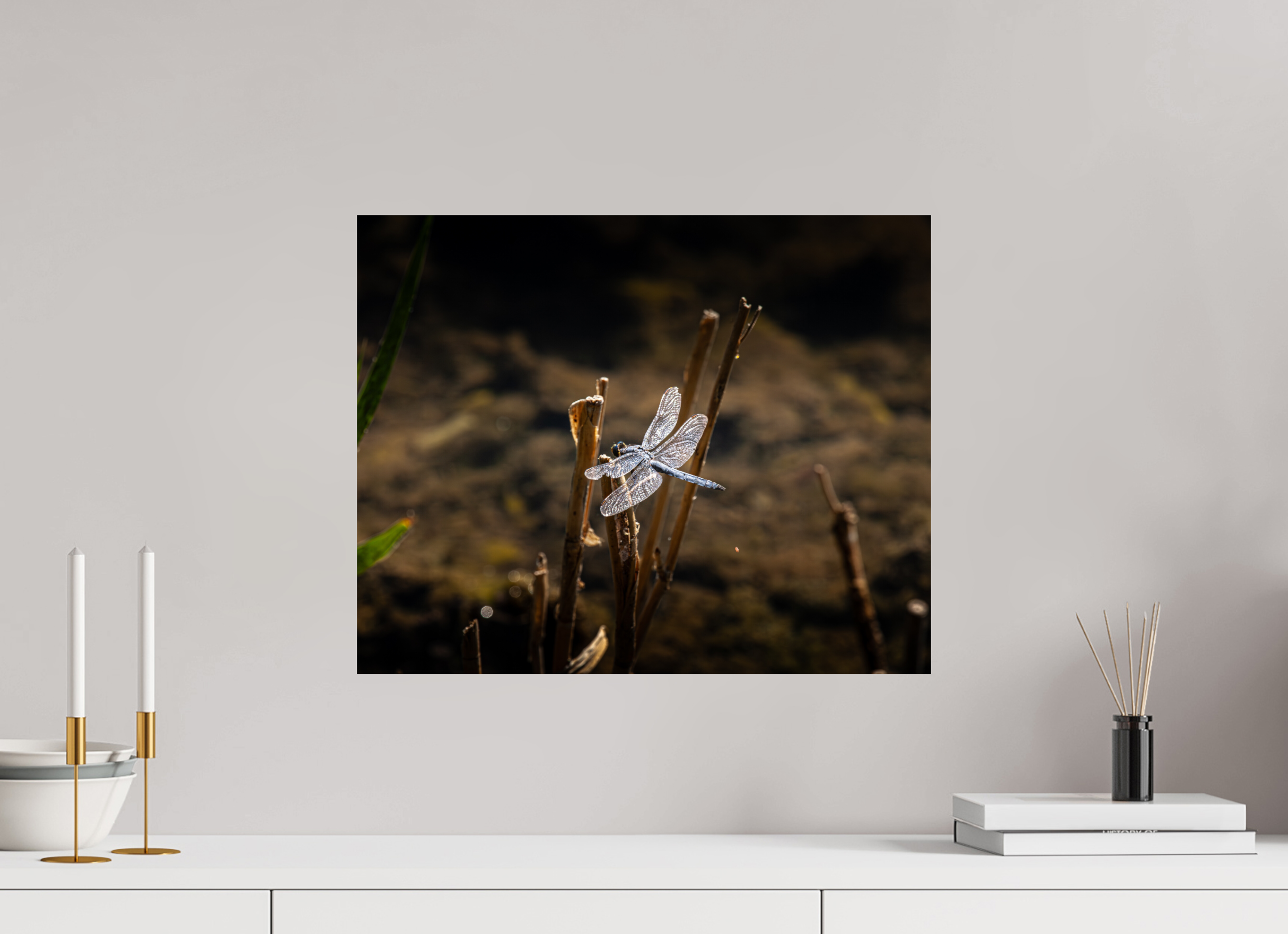 20 x 16″, Photo Print On Fuji Crystal DP II Male Blue Dasher Dragonfly Perched Salt Lake City