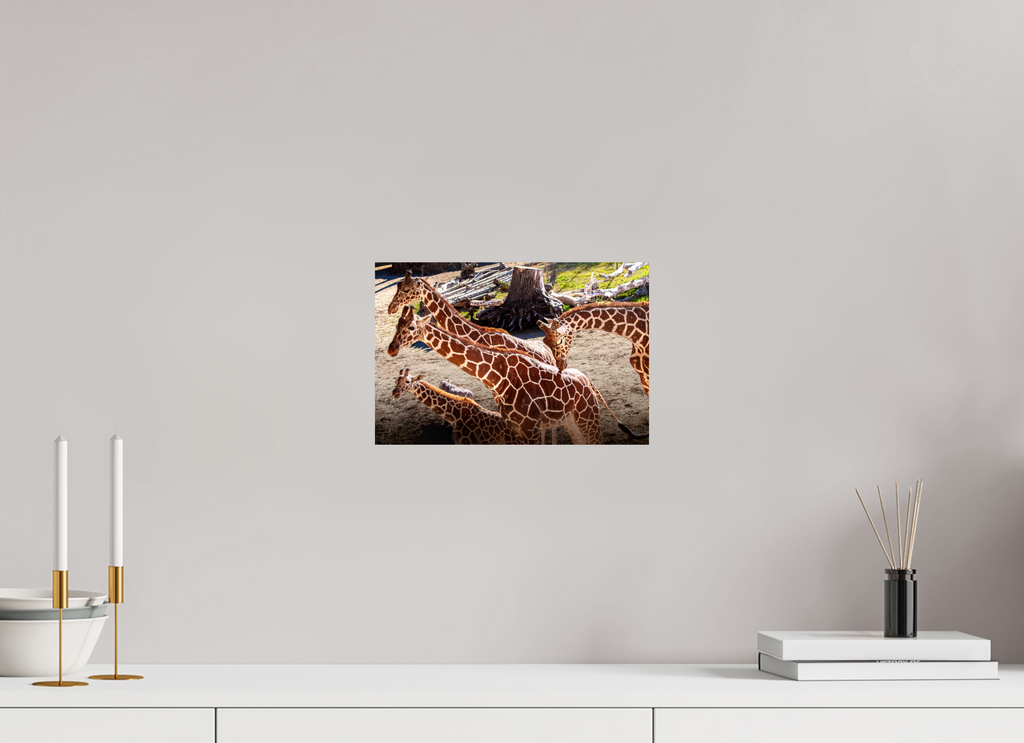 12 x 8″, Photo Print On Fuji Crystal DP II Reticulated Giraffe Family Hogle Zoo Salt Lake City-