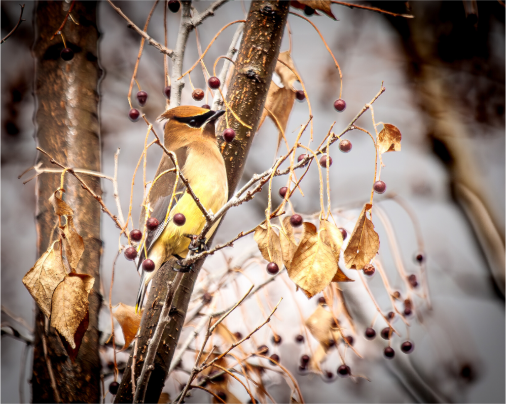 Main image Cedar Waxwing Perched in Winter Berry Tree Salt Lake City