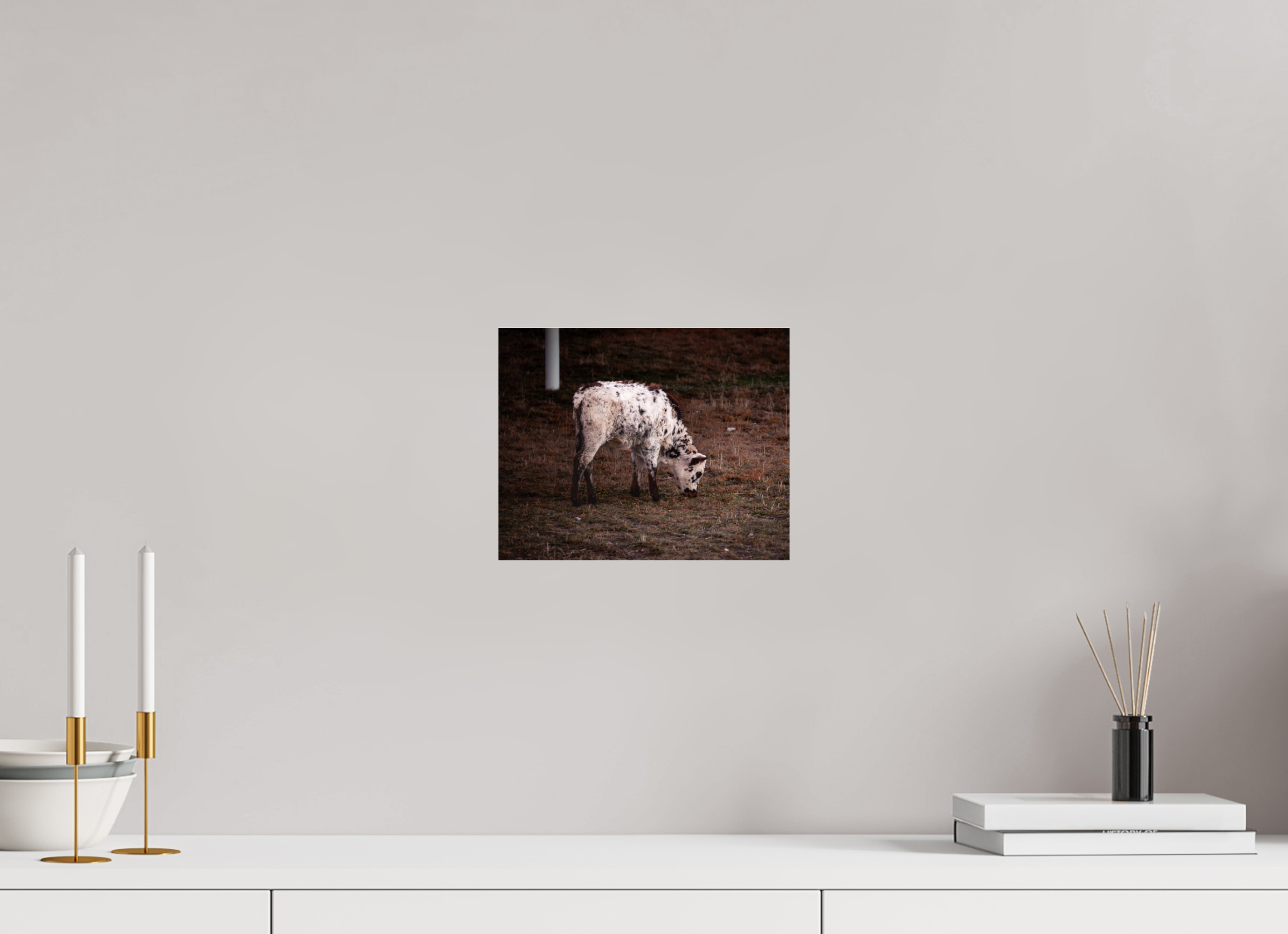 10 x 8″, Photo Print Under Acrylic Glass Speckle Park Calf Grazing Salt Lake City Utah