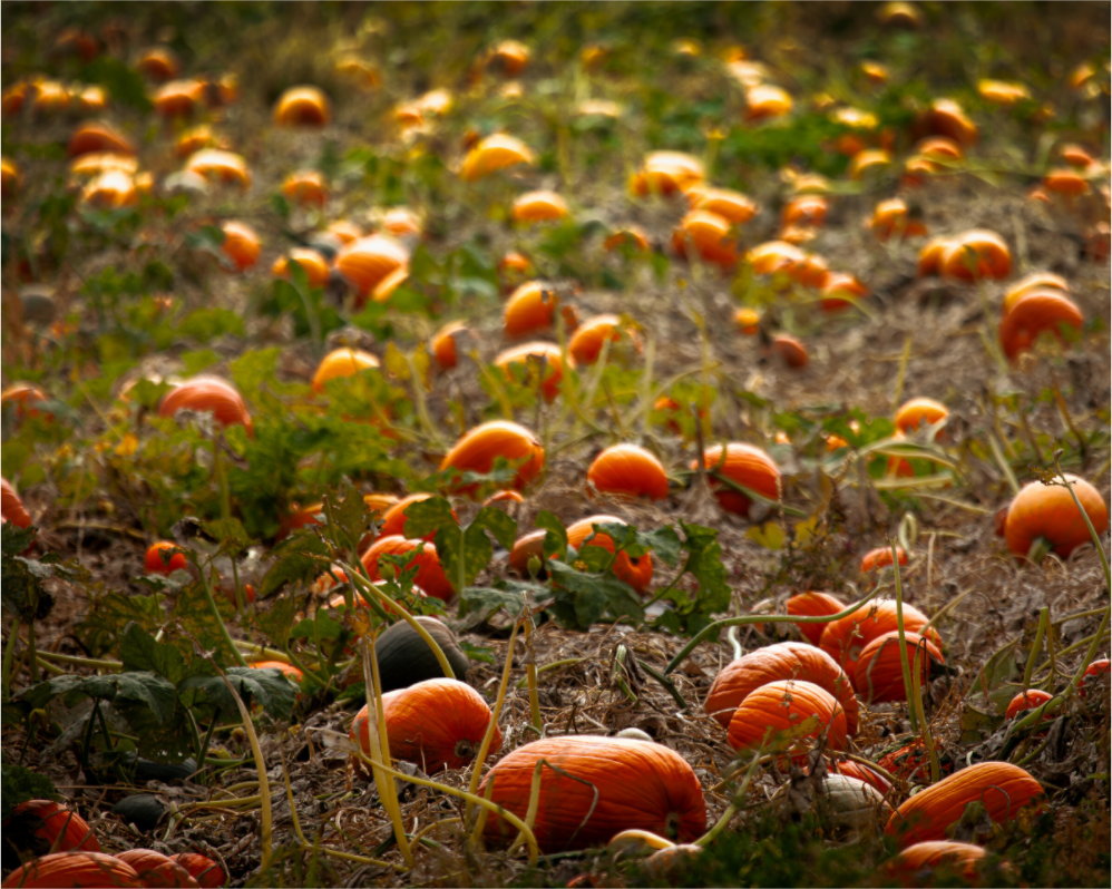 Main image Autumn Pumpkin Patch Salt Lake City Utah Harvest