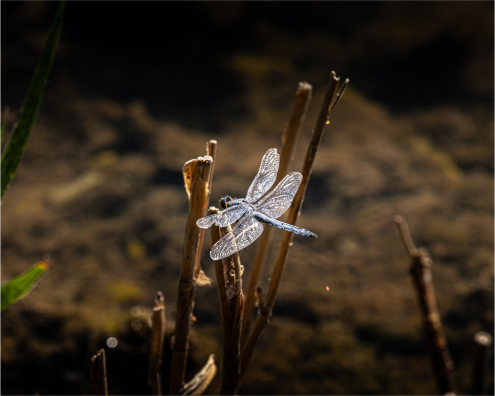 Main image Male Blue Dasher Dragonfly Perched Salt Lake City
