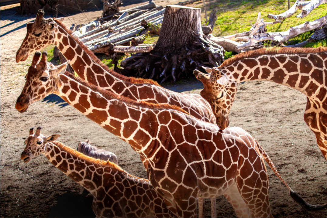 Main image Reticulated Giraffe Family Hogle Zoo Salt Lake City-