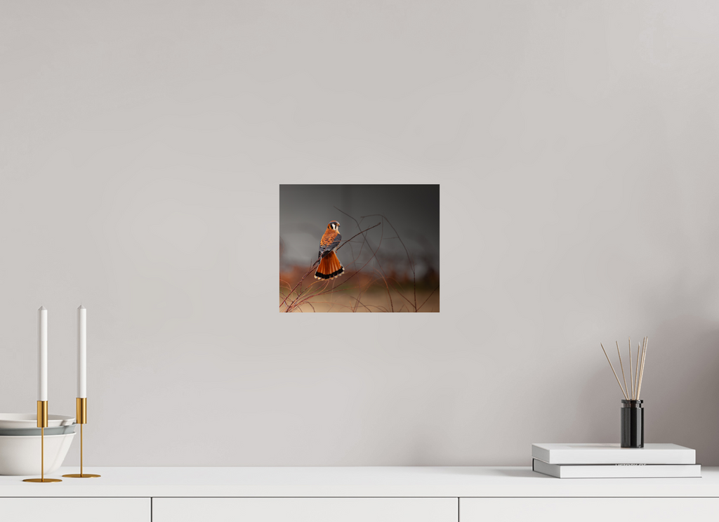 10 x 8″, Photo Print On Fuji Crystal DP II A Red Tail Kestrel Falcon