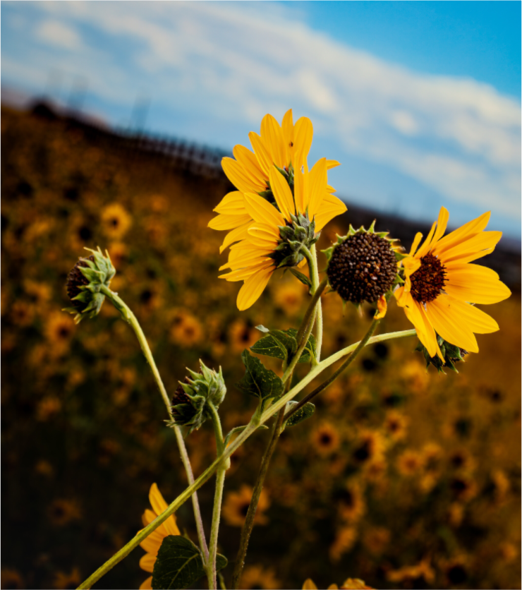 Main image A Bunch of Wild Sunflowers
