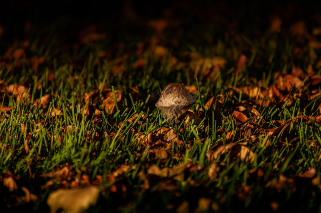 Main image Autumn Mushroom in Fallen Leaves Salt Lake City Label: Nature Photography