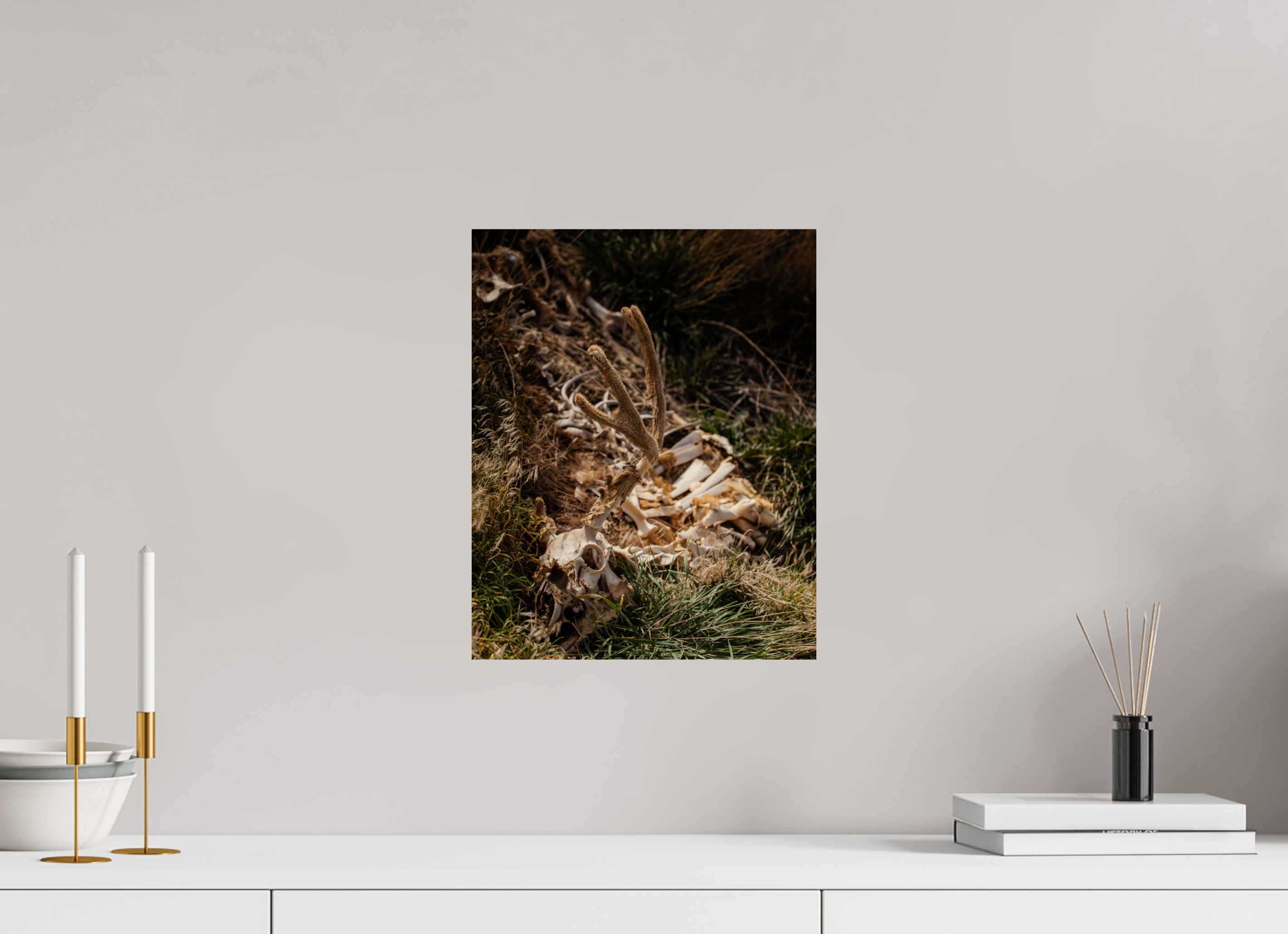 12 x 15″, Photo Print On Fuji Crystal DP II Mule Deer Carcass with Velvet Antlers Salt Lake City