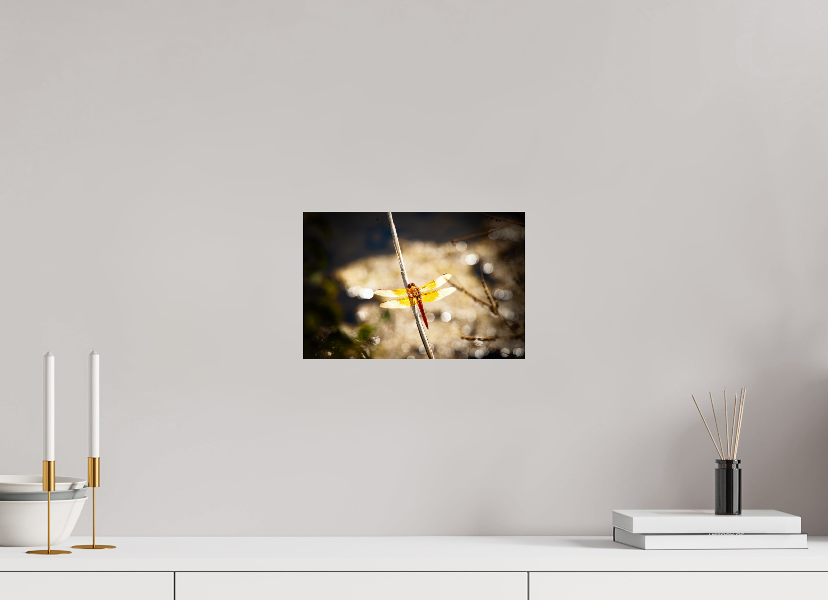 12 x 8″, Photo Print On Fuji Crystal DP II Flame Skimmer Dragonfly Backlit Salt Lake City Utah
