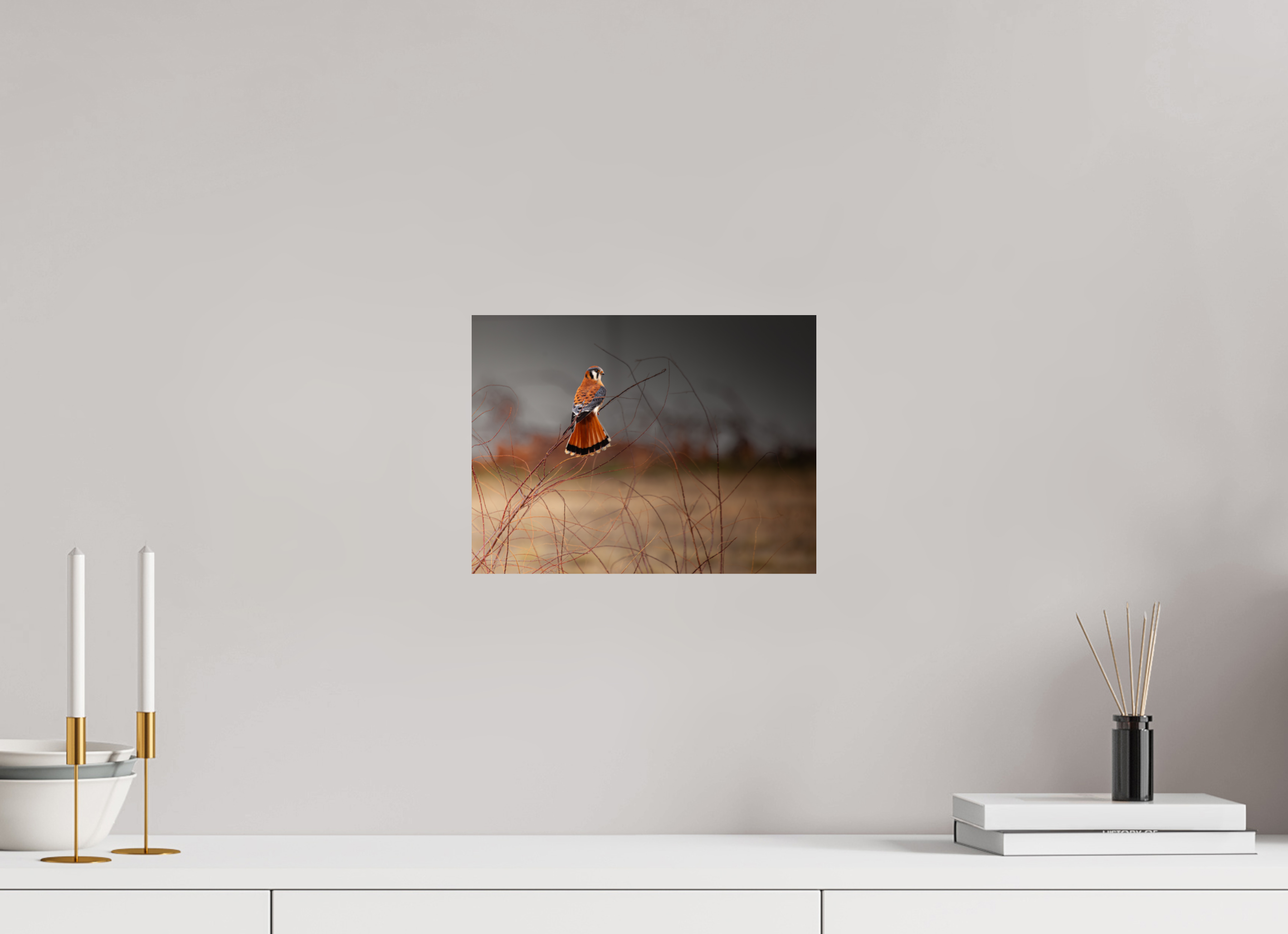 12 x 9″, Photo Print On Fuji Crystal DP II Red Tail Kestrel Falcon