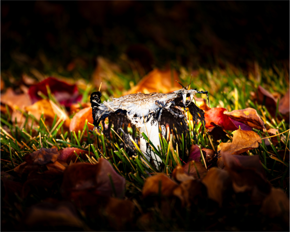 Main image Shaggy Mane Mushroom Decaying in Autumn Leaves SLC