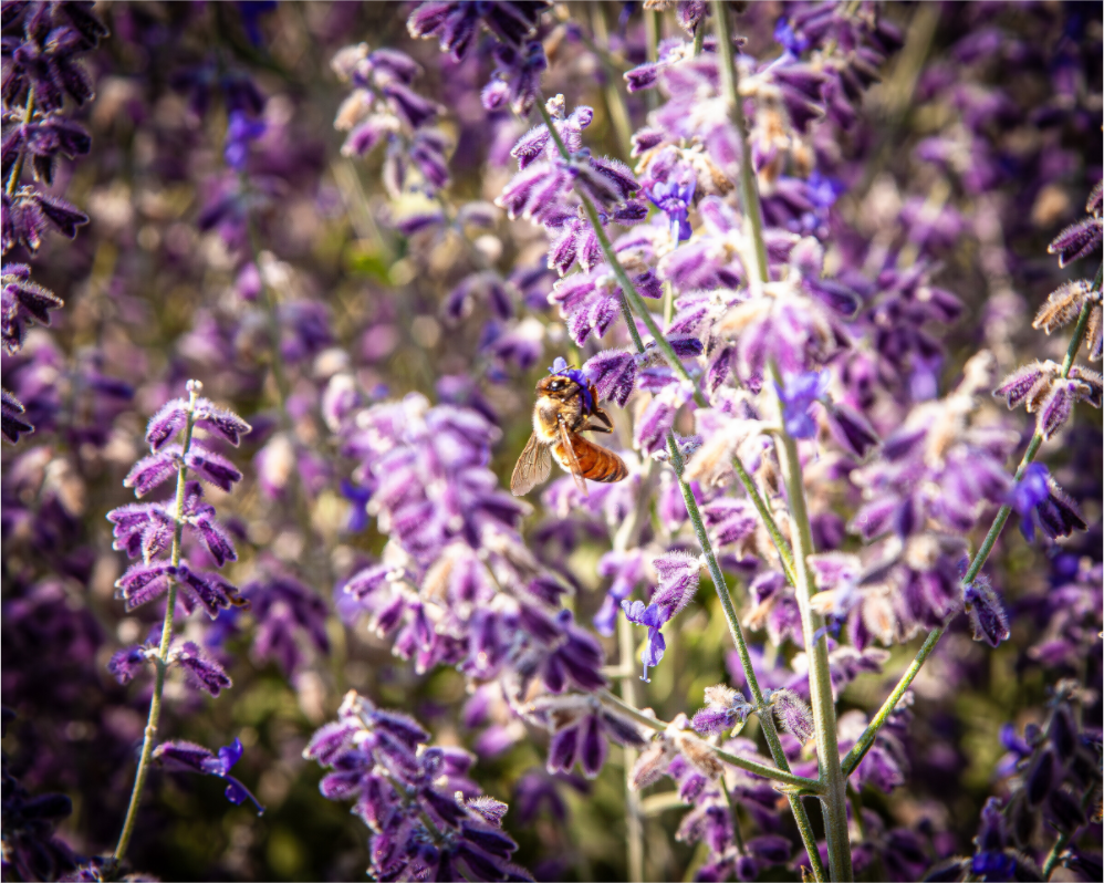 Main image Pollinating Russian Sage Salt Lake City