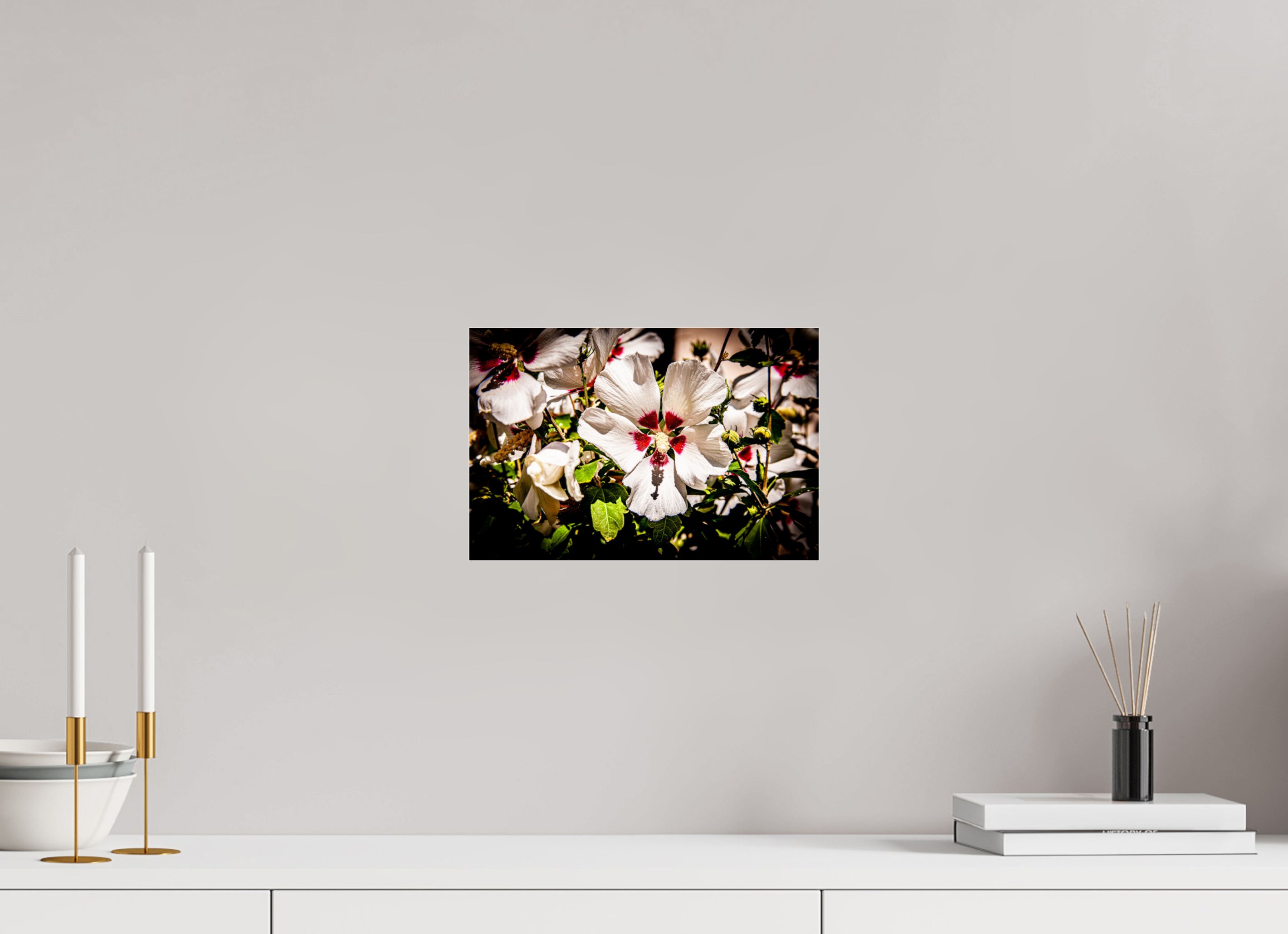 12 x 8″, Photo Print Under Acrylic Glass White Rose of Sharon Hibiscus Salt Lake City