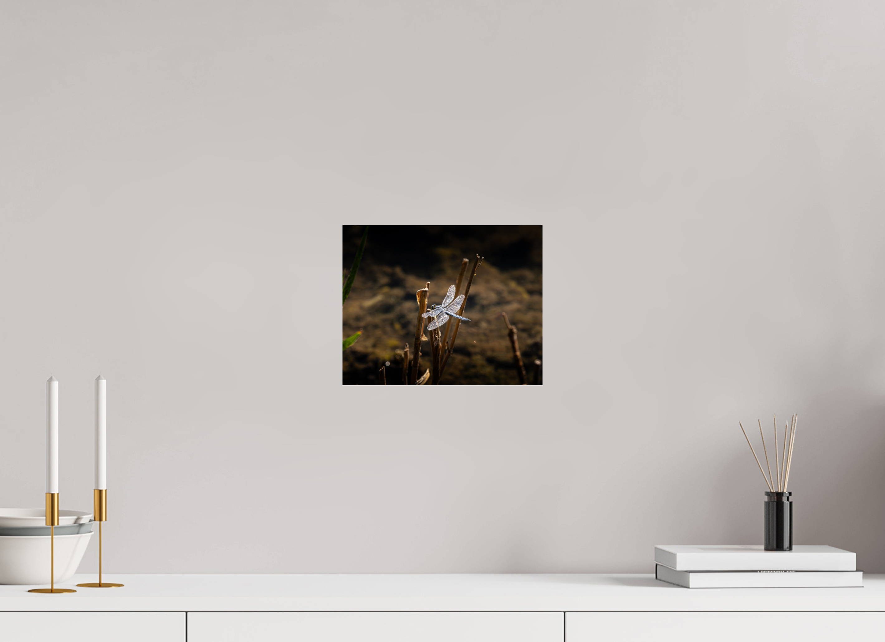 10 x 8″, Photo Print Under Acrylic Glass Male Blue Dasher Dragonfly Perched Salt Lake City