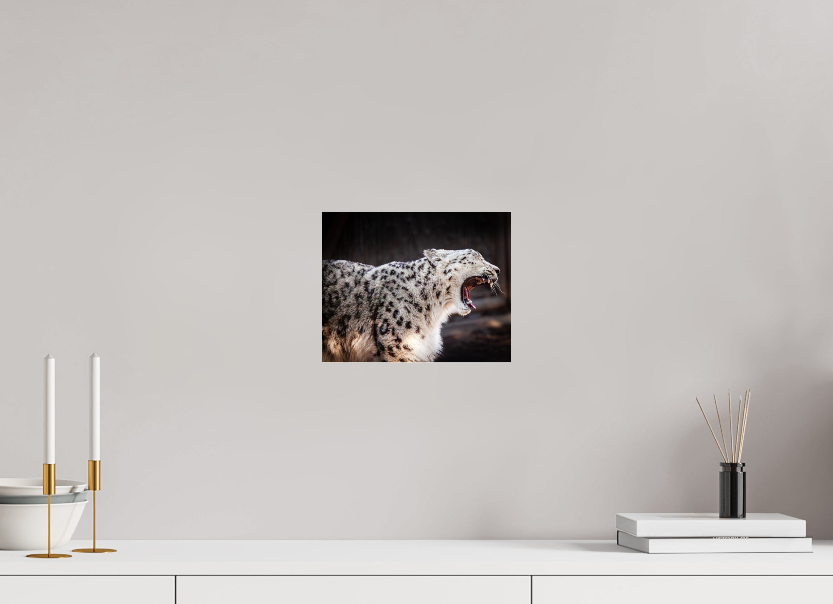 10 x 8″, Photo Print Under Acrylic Glass Snow Leopard Yawning Profile Hogle Zoo Salt Lake City