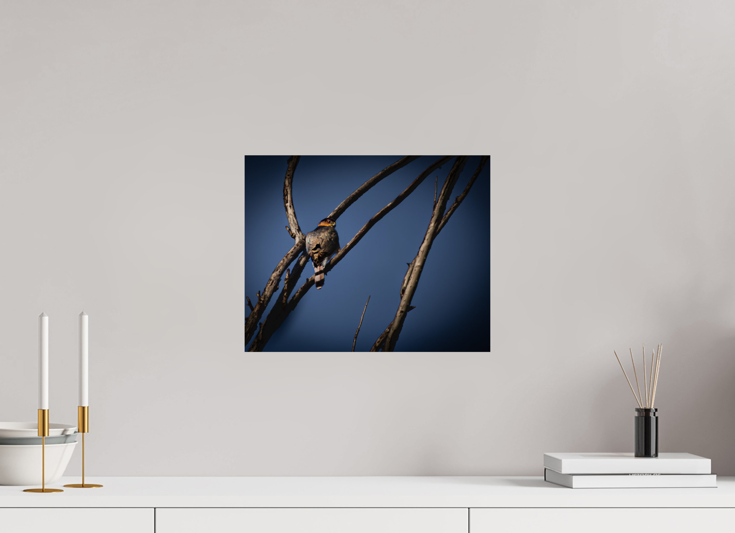 15 x 12″, Photo Print On Fuji Crystal DP II Adult Cooper's Hawk Perched on Bare Branch Salt Lake City