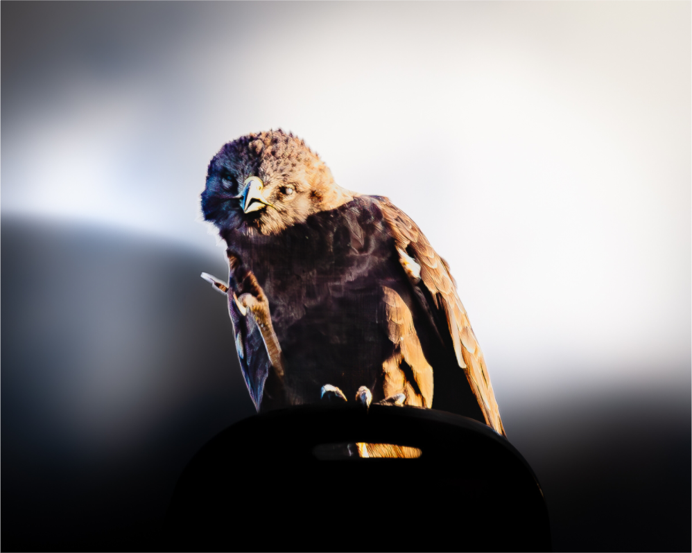 Main image Majestic Dark Hawk Perched on an Urban Street Light at Golden Hour