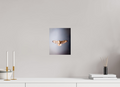 8 x 10″, Photo Print On Fuji Crystal DP II Red-tailed Hawk Soaring Overhead Salt Lake City
