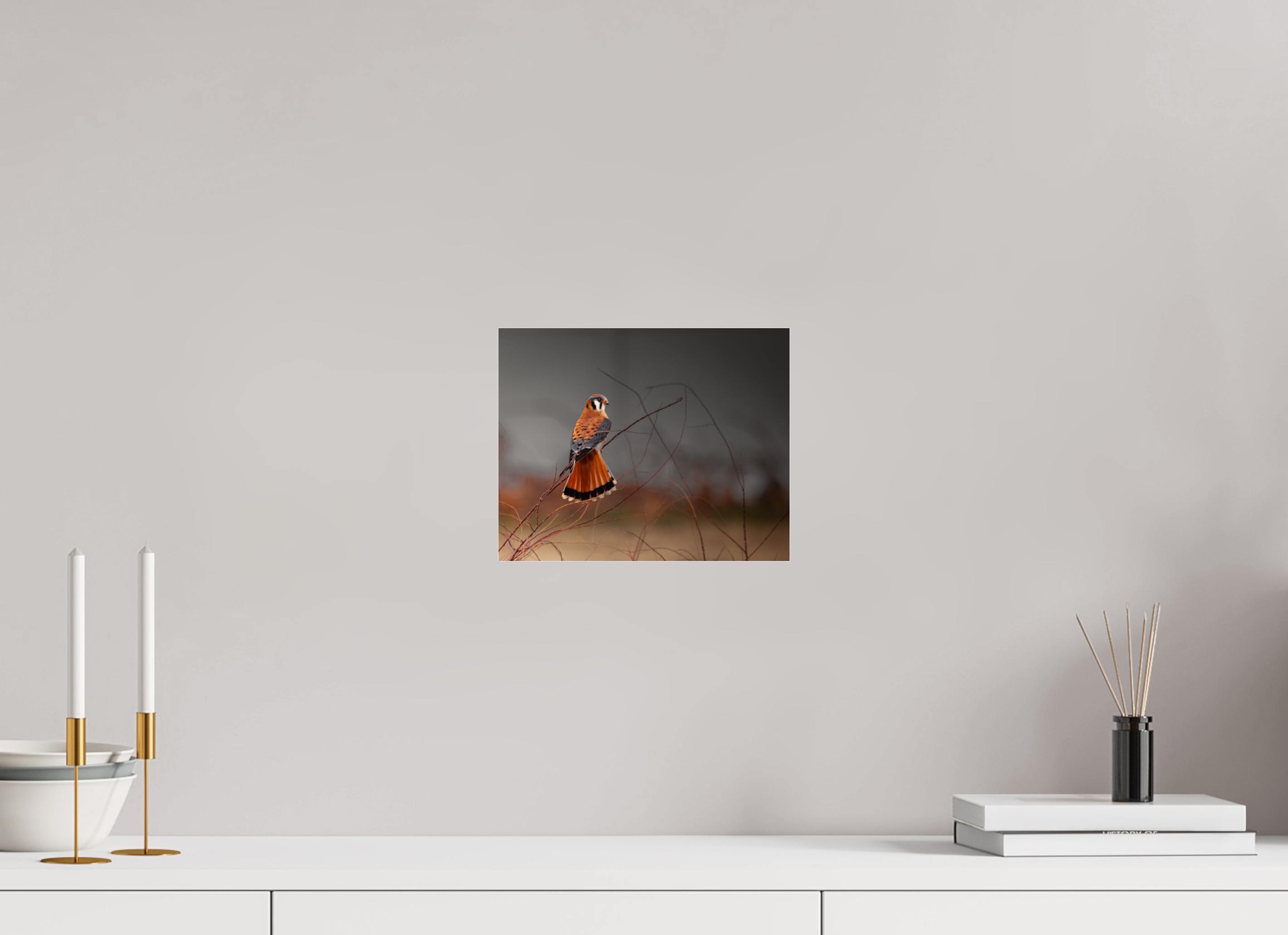 10 x 8″, Photo Print Under Acrylic Glass A Red Tail Kestrel Falcon