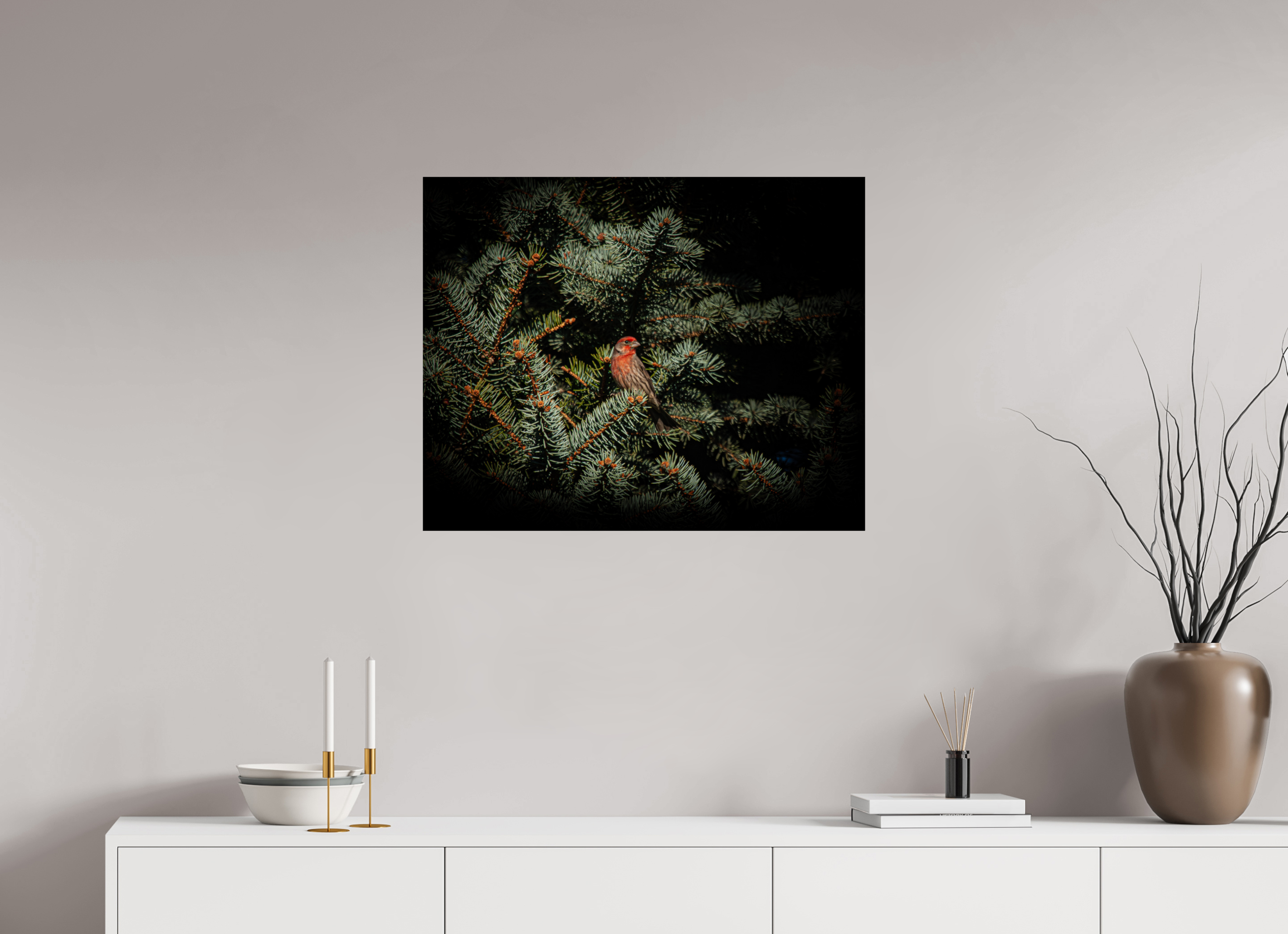 30 x 24″, Photo Print On Fuji Crystal DP II Male House Finch in Blue Spruce Salt Lake City Utah
