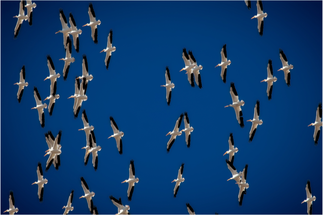 Main image American White Pelicans