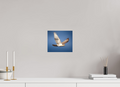 9.3 x 8″, Photo Print On Fuji Crystal DP II Ferruginous Hawk in Flight South Valley Regional Airport Utah