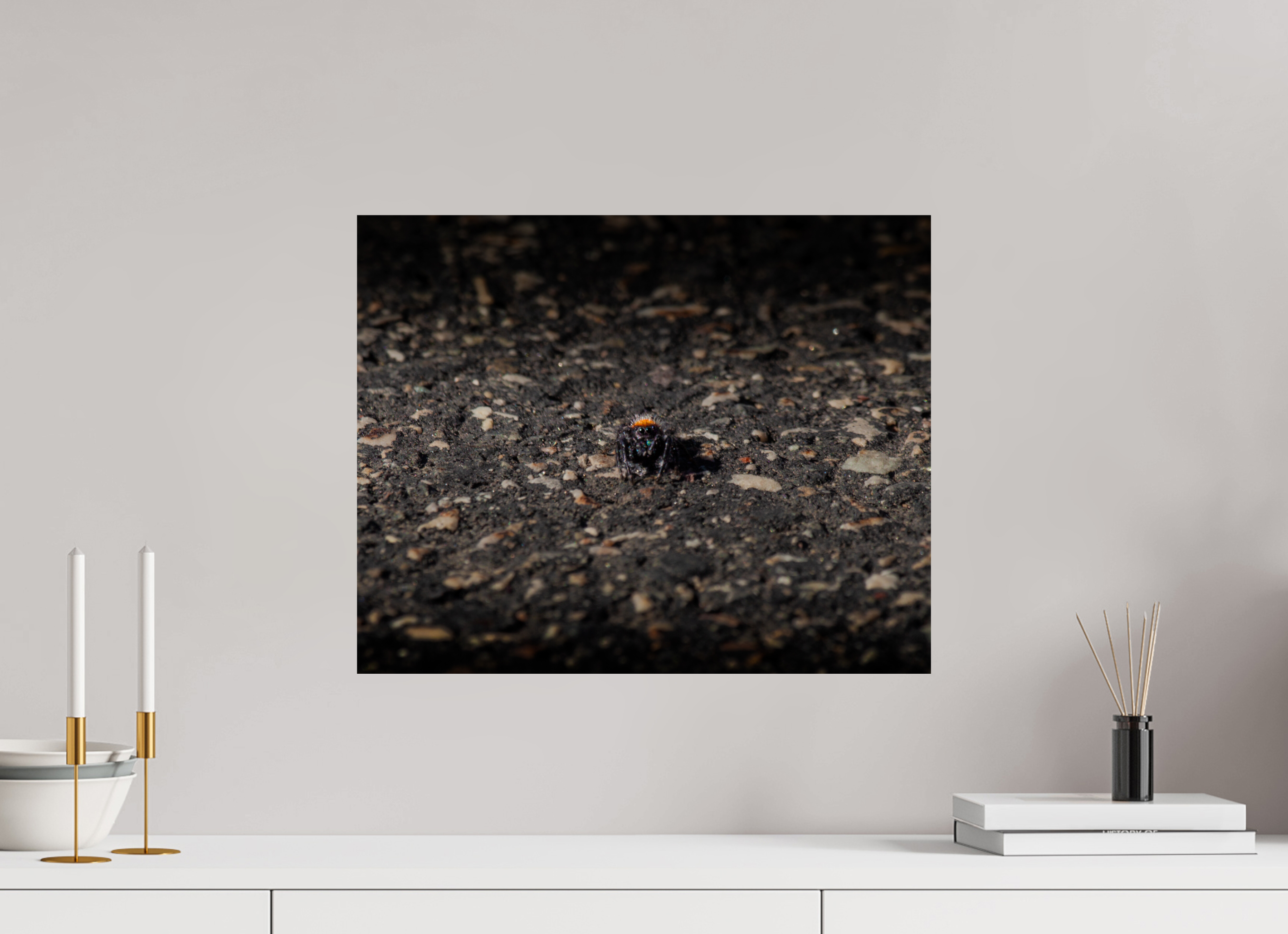 20 x 16″, Photo Print On Fuji Crystal DP II Jumping Spider Macro West Jordan Utah Phidippus Audax