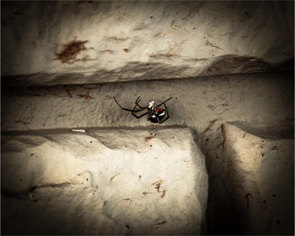 Main image Black Widow Spider with Red Hourglass Salt Lake City Utah