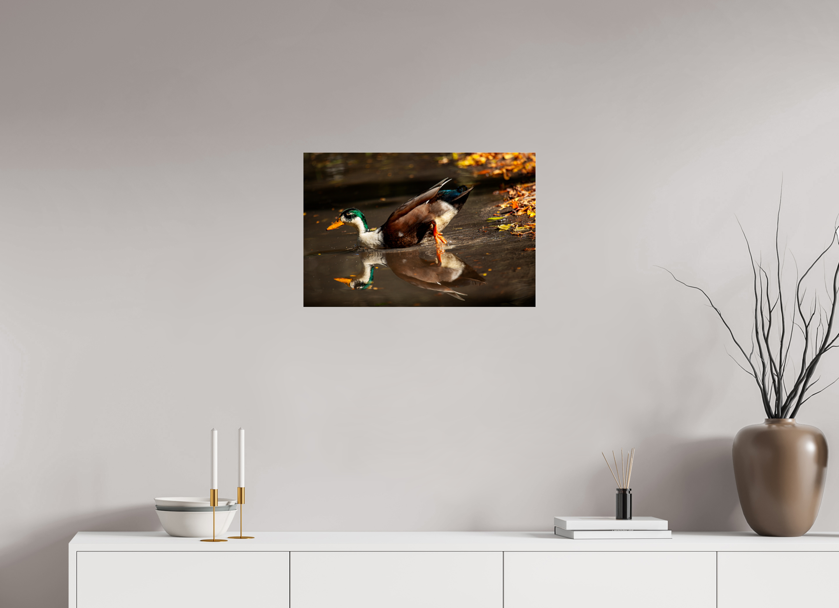 24 x 16″, Photo Print Under Acrylic Glass Mallard Duck Magic